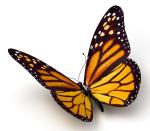 monarch-butterfly